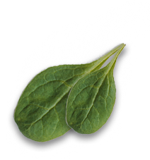 leaf11
