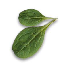 leaf22