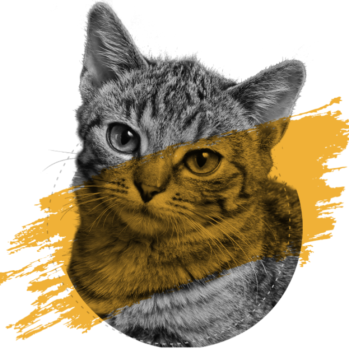Agencycat