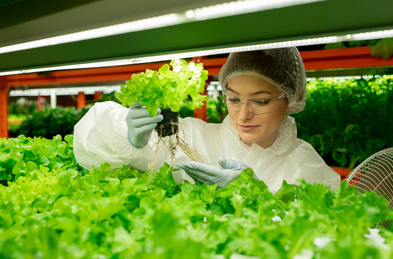 Top Financial Considerations For A Vertical Farm