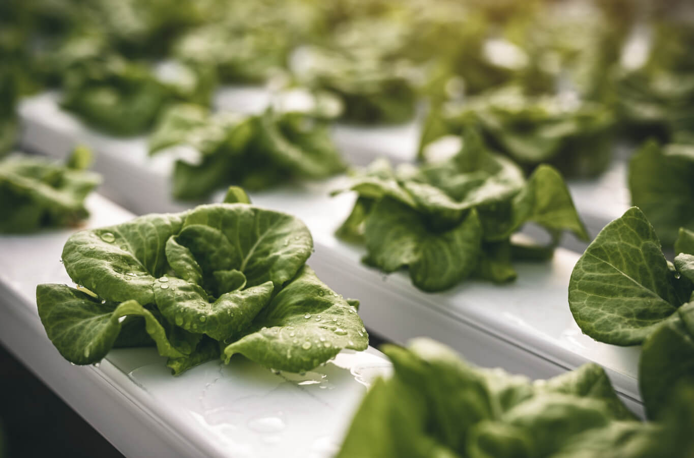Growing Lettuce in a Vertical Farm You Need