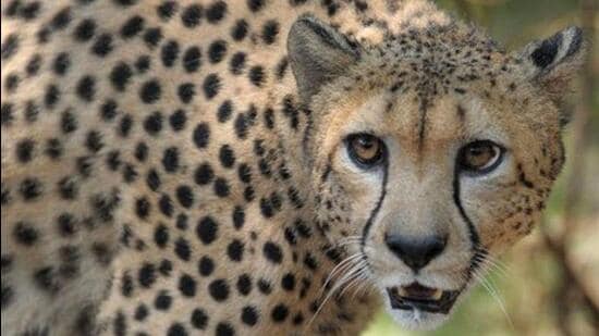 India signs MoU with Namibia for reintroduction of cheetahs after 7 decades